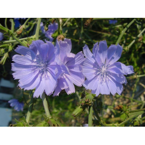 Blaue Blume Kräuterkomplex, 50 ml-0