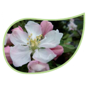Helping Flowers (3) - Apfelblüte-0