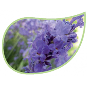 Helping Flowers (27) - Lavendel-0