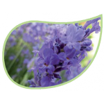 Helping Flowers (27) - Lavendel-0
