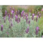 Alpensegen Lavendel, 50 ml-0