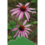 Sonnenhut (Echinacea purpurea)