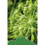 Engelwurz (Angelica archangelica)