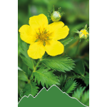 Gänsefingerkraut (Potentilla anserina)