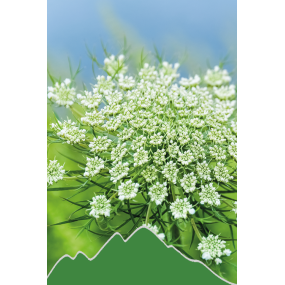 Wilde Karotte (Daucus carota)