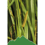 Kalmus (Acorus calamus)