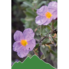 Zistrose (Cistus incanus)