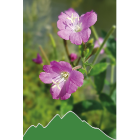 Weidenröschen (Epilobium parviflorum)