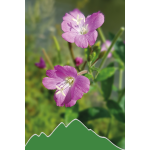 Weidenröschen (Epilobium parviflorum)