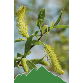 Silberweide (Salix alba)