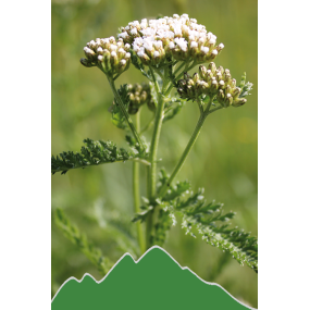 Schafgarbe (Achillea millefolium)