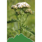 Schafgarbe (Achillea millefolium)