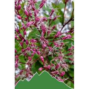 Roter Wasserhanf (Eupatorium purpureum)