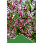 Roter Wasserhanf (Eupatorium purpureum)