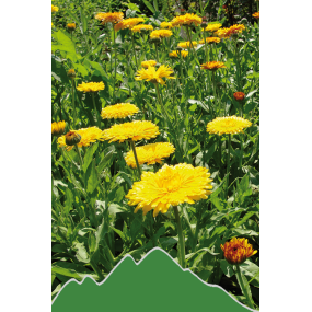 Ringelblume (Calendula officinalis)