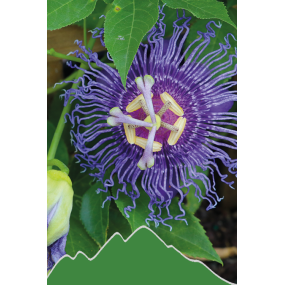 Passionsblume (Passiflora incarnata)