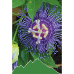 Passionsblume (Passiflora incarnata)