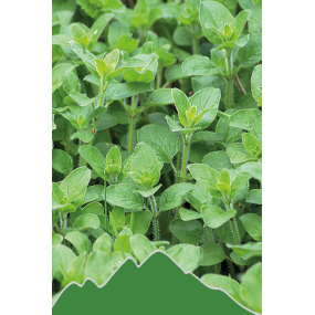 Oregano (Origanum vulgare)