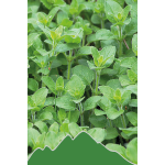 Oregano (Origanum vulgare)