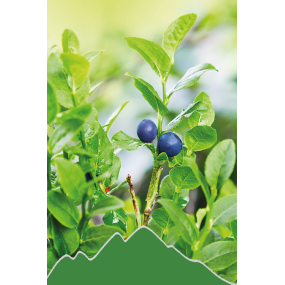 Heidelbeere (Vaccinium myrtillus)