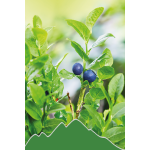 Heidelbeere (Vaccinium myrtillus)