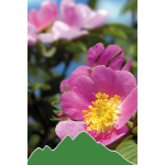 Heckenrose (rosa canina)