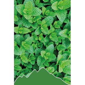 Minze (Mentha piperita)