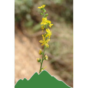 Odermennig (Agrimonia eupatoria)