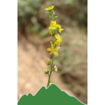 Odermennig (Agrimonia eupatoria)