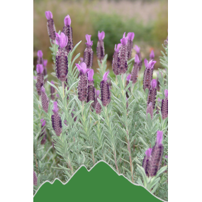 Lavendel (Lavandula officinalis)