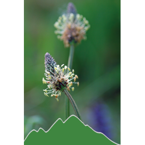 Spitzwegerich (Plantago minor)