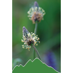 Spitzwegerich (Plantago minor)