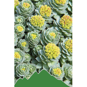 Rosenwurz (Rhodiola rosea)