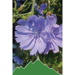 Wegwarte (Cichorium intybus)