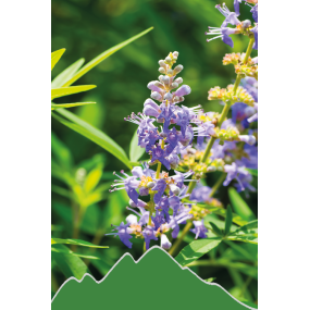 Mönchspfeffer (Vitex agnus-castus)