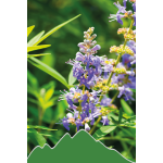 Mönchspfeffer (Vitex agnus-castus)