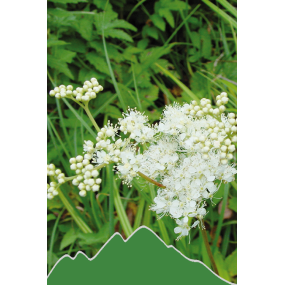 Mädesüß (Filipendula ulmaria)