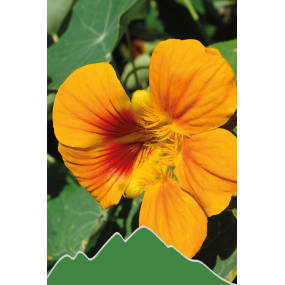 Kapuzinerkresse (Tropaeolum majus)