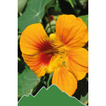 Kapuzinerkresse (Tropaeolum majus)