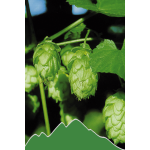 Hopfen (Humulus lupulus)