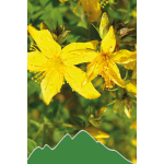 Johanniskraut (Hypericum perforatum)