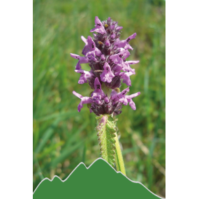 Heilziest (Stachy officinalis)