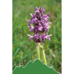 Heilziest (Stachy officinalis)