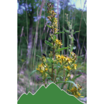 Goldrute (Solidago virgaurea)