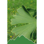 Ginkgo biloba