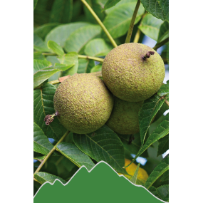 Walnuss (Juglans)