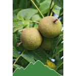 Walnuss (Juglans)