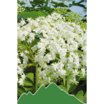 Holunder (Sambucus nigra)