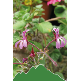 Kapland Pelargonien (Pelargonium sidoides)