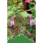 Kapland Pelargonien (Pelargonium sidoides)